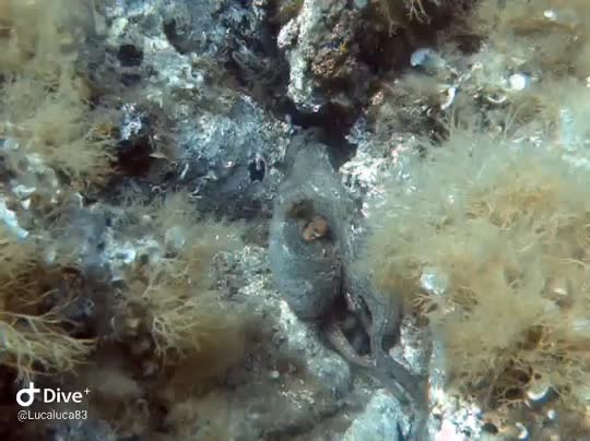 Dive+领路人的帖子