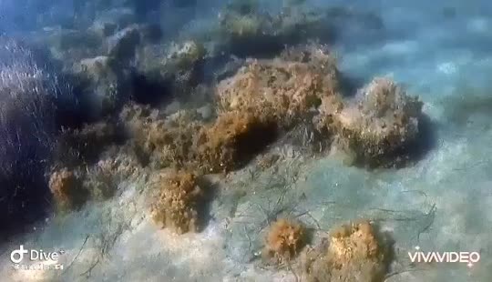 Dive+领路人的帖子