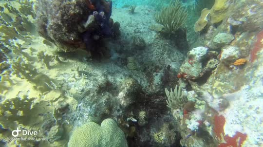 Dive+领路人的帖子