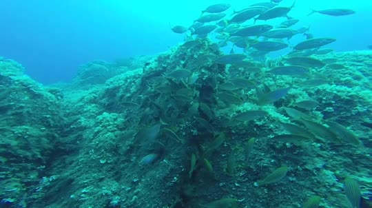 Dive+领路人的帖子