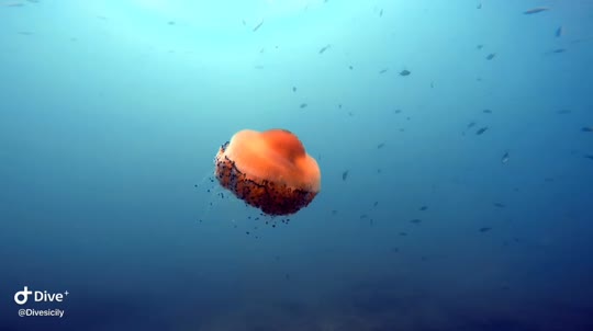 Dive+领路人的帖子