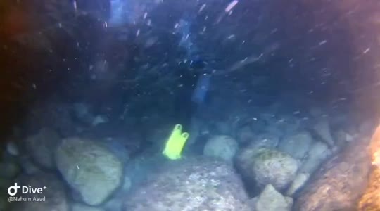 Dive+领路人的帖子