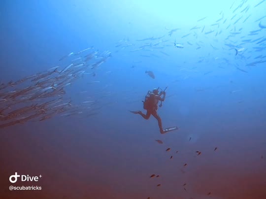 Dive+领路人的帖子