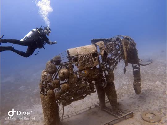 Dive+领路人的帖子