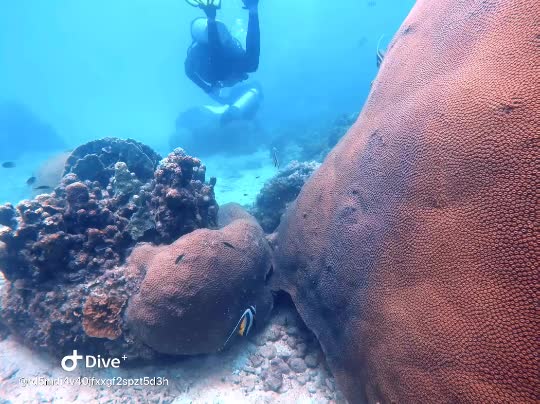 Dive+领路人的帖子