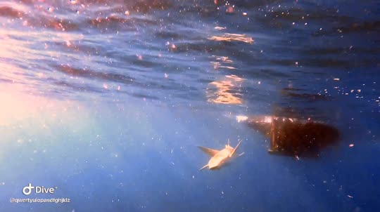 Dive+领路人的帖子