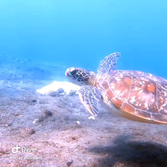 Dive+领路人的帖子