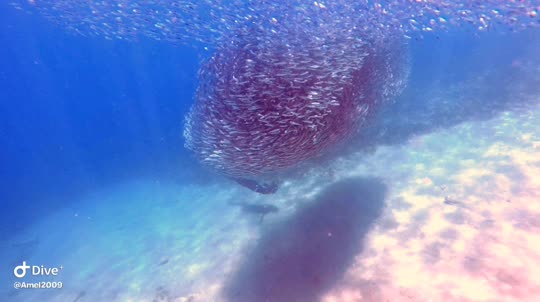 Dive+领路人的帖子