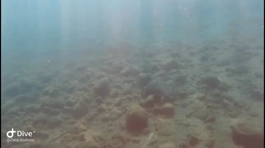 Dive+领路人的帖子