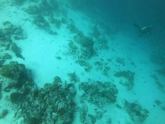 Dive+领路人的帖子