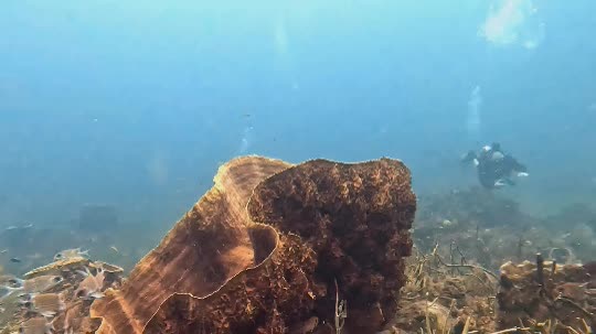 Dive+领路人的帖子