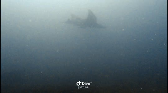 Dive+领路人的帖子