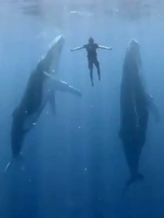 Dive+领路人的帖子