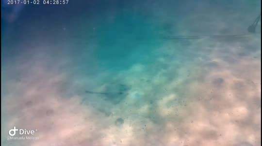 Dive+领路人的帖子
