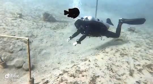 Dive+领路人的帖子