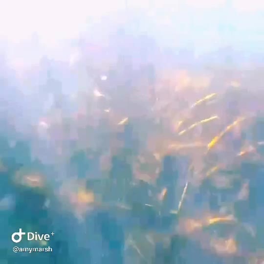 Dive+领路人的帖子