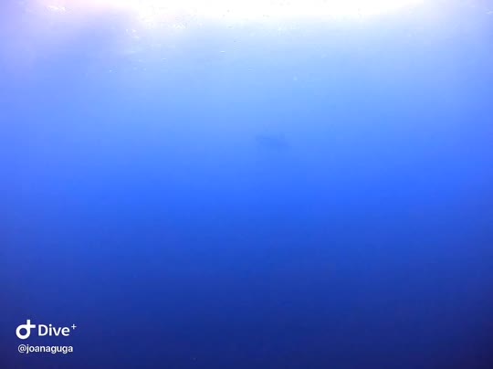 Dive+领路人的帖子