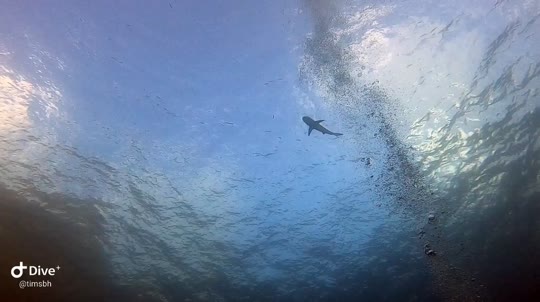 Dive+领路人的帖子