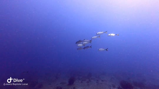 Dive+领路人的帖子