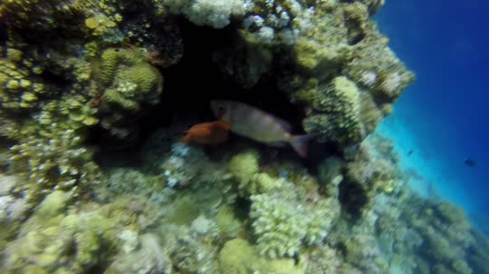 Dive+领路人的帖子