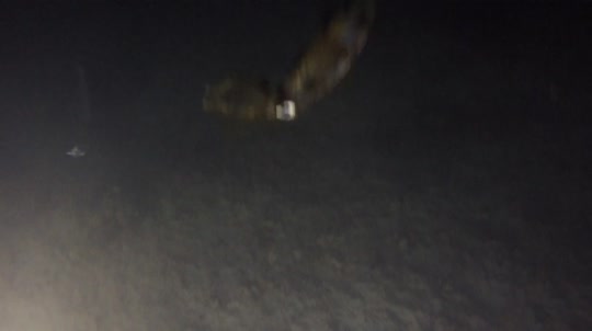 Dive+领路人的帖子