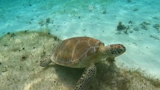 Dive+领路人的帖子