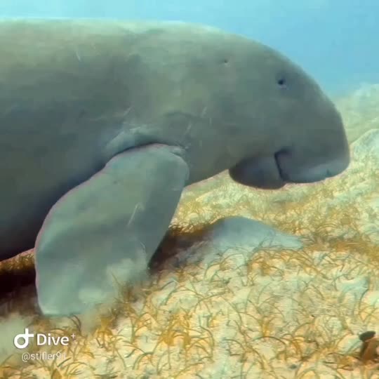 Dive+领路人的帖子