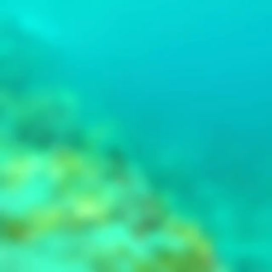 Dive+领路人的帖子