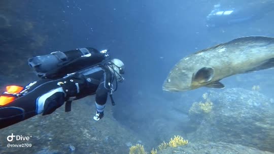 Dive+领路人的帖子