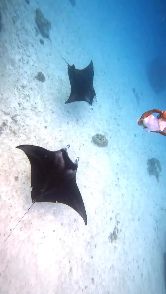 Dive+领路人的帖子