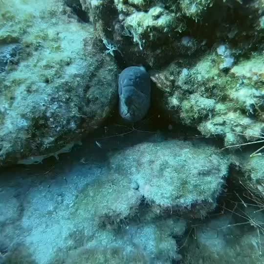 Dive+领路人的帖子
