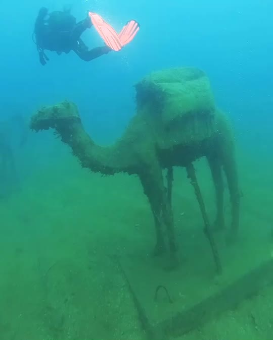 Dive+领路人的帖子
