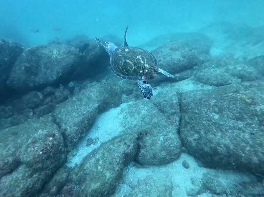 Dive+领路人的帖子