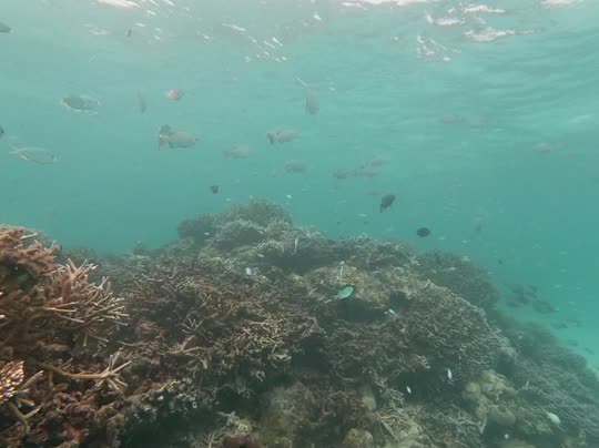 Dive+领路人的帖子