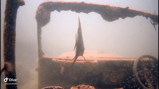 Dive+领路人的帖子