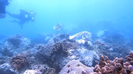 Dive+领路人的帖子