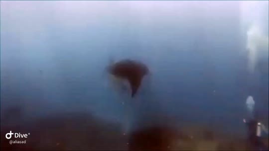 Dive+领路人的帖子