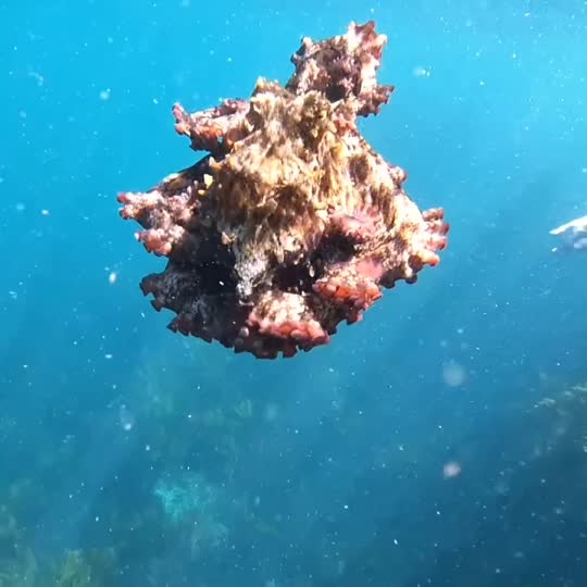 Dive+领路人的帖子