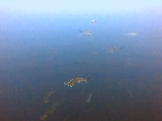 Dive+领路人的帖子