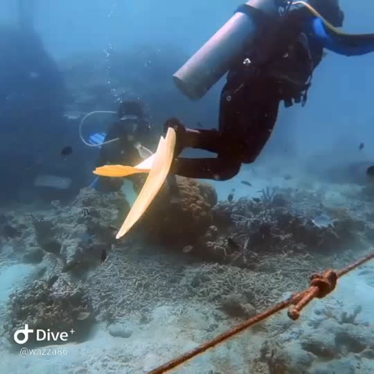 Dive+领路人的帖子