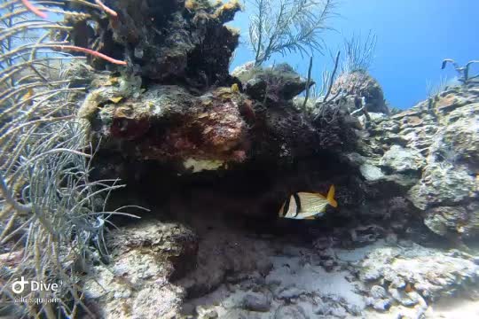 Dive+领路人的帖子