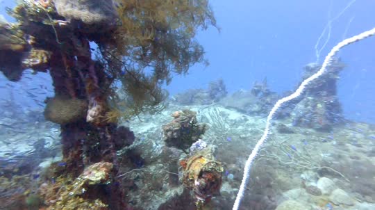 Dive+领路人的帖子