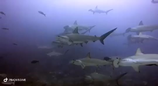 Dive+领路人的帖子