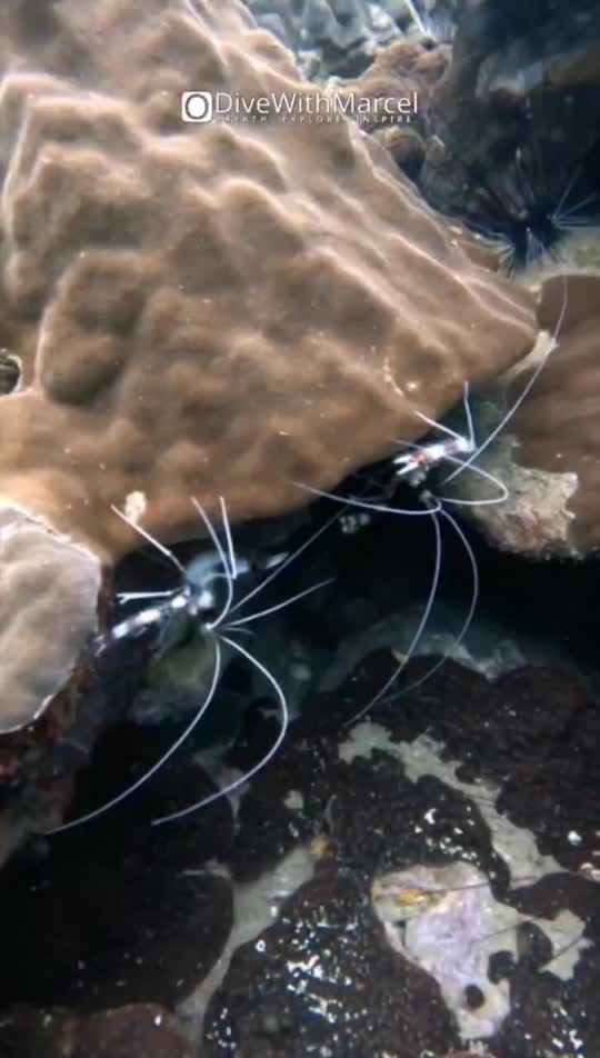 Dive+領路人的帖子