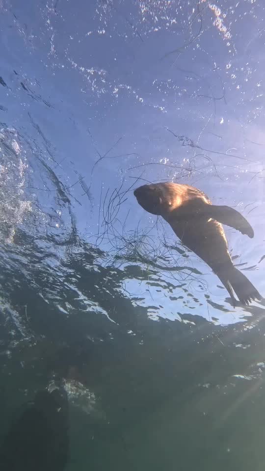 Dive+领路人的帖子