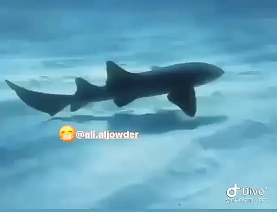 Dive+领路人的帖子