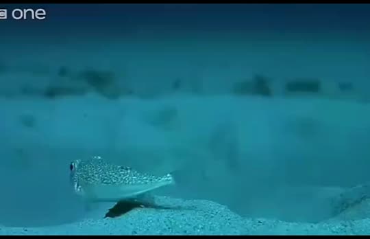 Dive+领路人的帖子