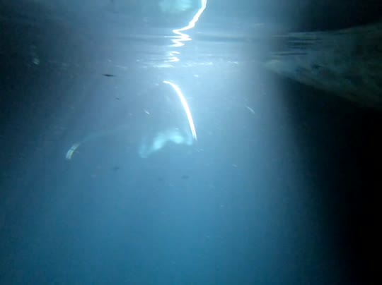 Dive+领路人的帖子