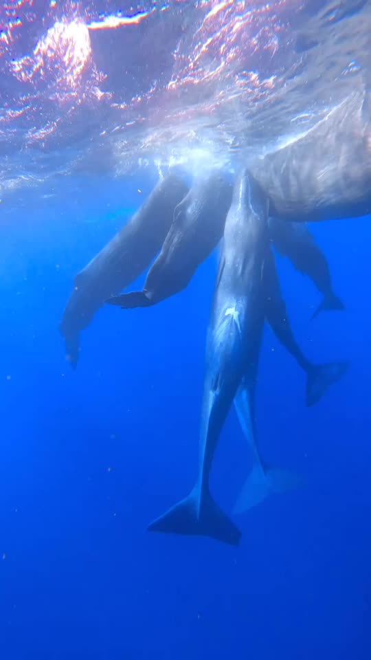 Dive+领路人的帖子
