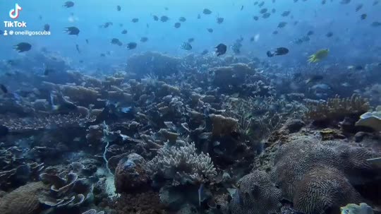 Dive+领路人的帖子